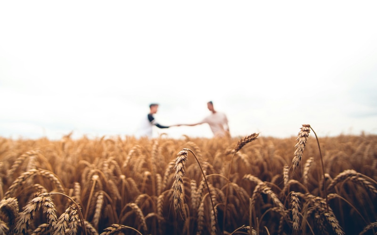 Two people shaking hands over a wheat field, a deal made plainly